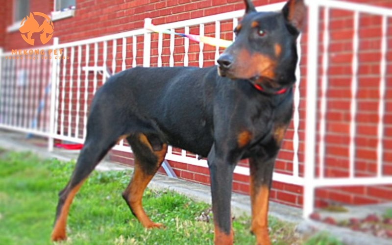 Bán giống chó Doberman đã được huấn luyện thông minh